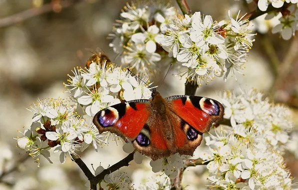 Macro, butterfly, wings, beautiful, flowering, closeup
