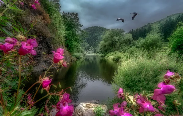 Forest, trees, flowers, river, stones, rocks, bird, Austria