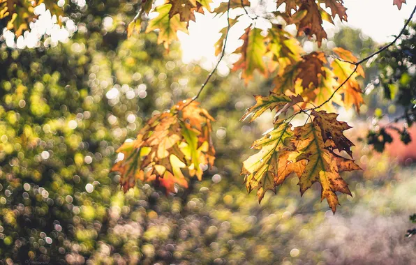 Autumn, leaves, branches