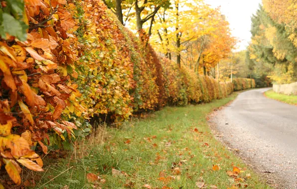 Road, autumn, leaves, trees, nature, the bushes