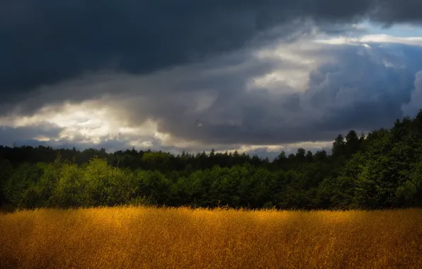 Picture the storm, trees, field, gray clouds