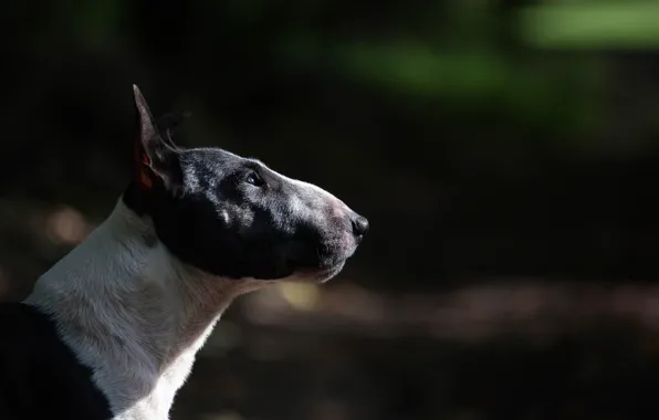 Dog, profile, Bull Terrier
