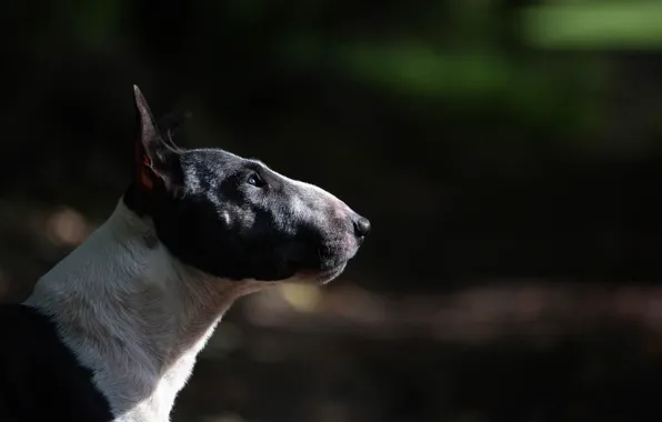Picture dog, profile, bull terrier
