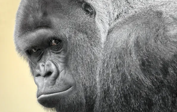 Look, monkey, gorilla