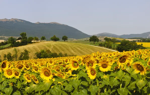 Picture field, the sky, trees, sunflowers, mountains, yellow, hills, Sunny