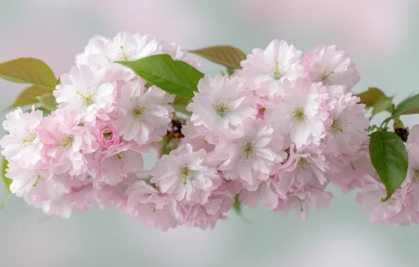 Leaves, flowers, branch, spring, Sakura, gentle, pink, light background