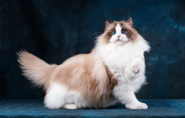 Cat, cat, look, face, pose, the dark background, white, blue eyes