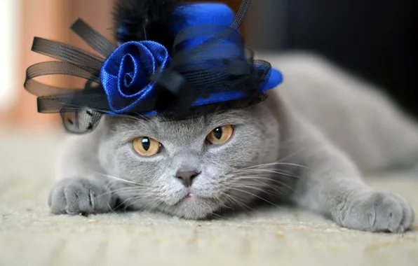 Cat, cat, rose, hat