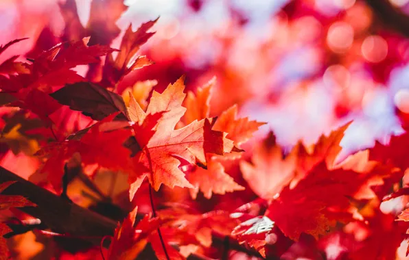 Macro, Red, Color, Autumn, Leaves, Falling leaves