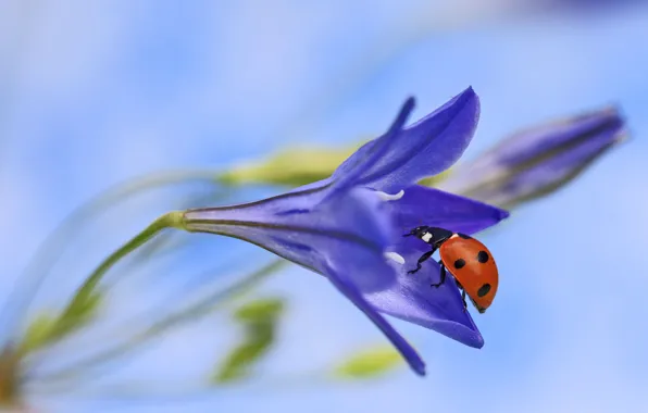 Flower, macro, ladybug, flower, macro, ladybug