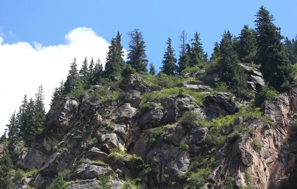 Forest, the sky, mountains, rocks, ate