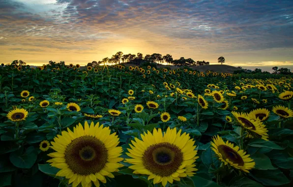 Summer, sunflowers, the evening