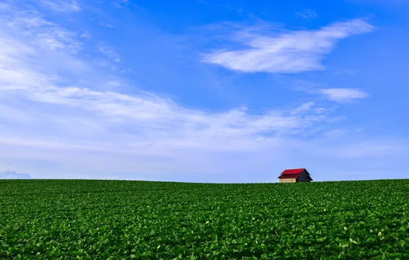 Picture field, the sky, horizon, shed