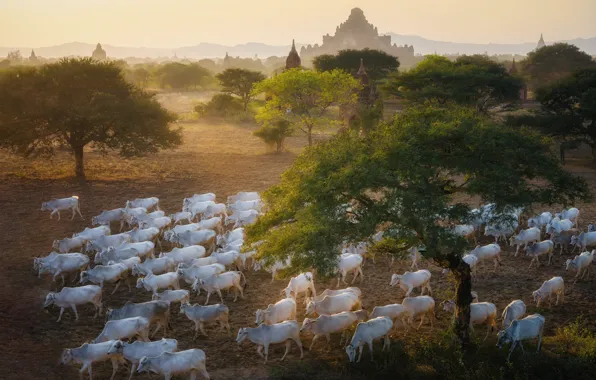 Trees, nature, cows, buildings, the herd, temples