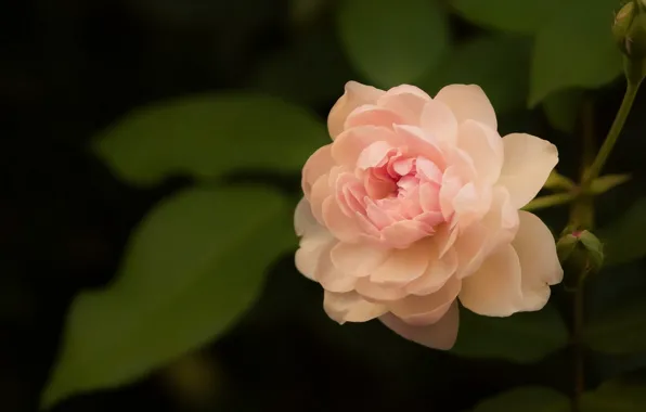 Picture macro, rose, petals