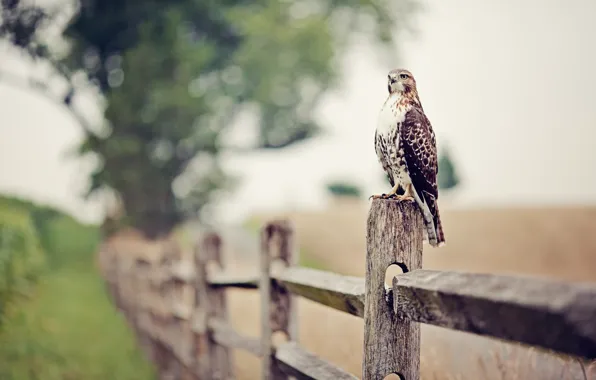 The fence, eagle, Falcon, bokeh