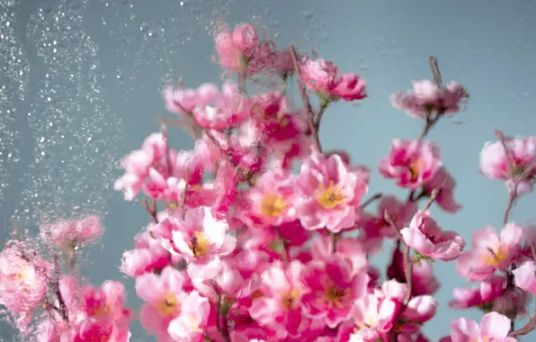 Glass, flowers, glass, pink, pink, water, blossom, flowers