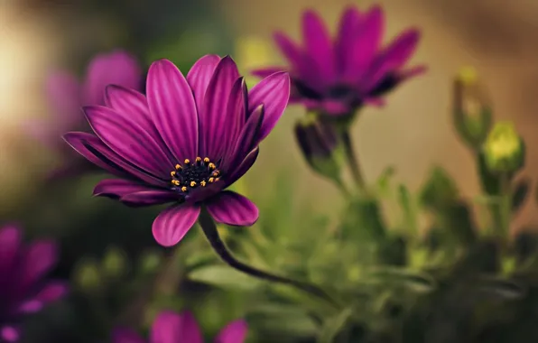 Flowers, petals, blur, flowers, blur, petals, osteospermum, osteospermum