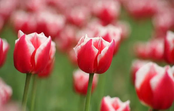 Flowers, spring, tulips, red, buds, bokeh, two-tone, white