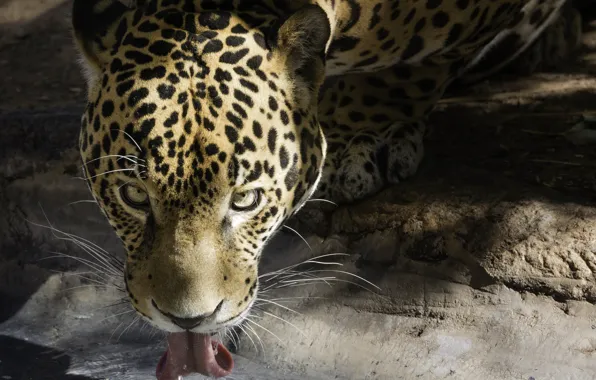 Picture language, cat, face, Jaguar, drink, drinking