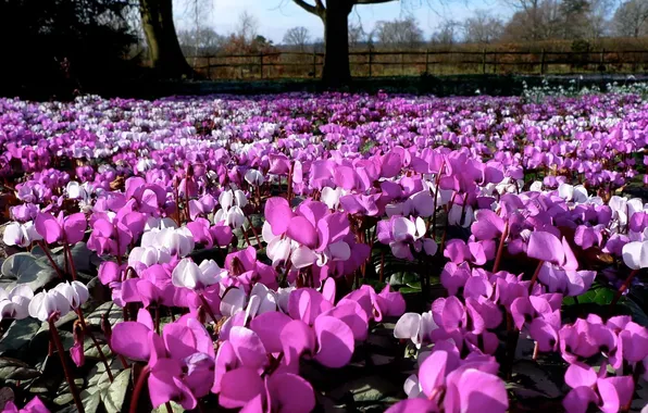 Field, flowers, nature, petals, cyclamen