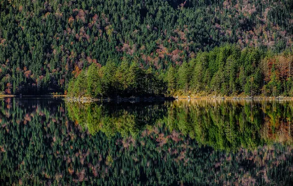 Forest, water, nature, lake, reflection