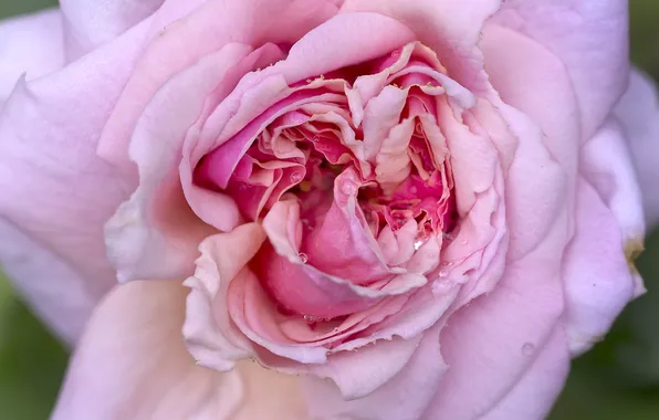 Picture macro, Rosa, pink, rose, tea rose, flowers