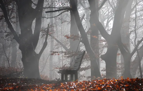 Trees, bench, fog