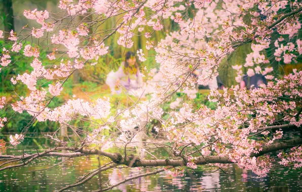 Picture pool, flowers, tree, people, cherry blossoms, reflection, branches, mirror