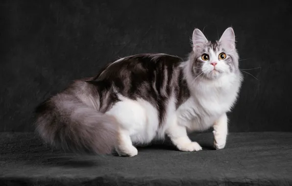 Cat, cat, look, face, pose, the dark background, paws, is