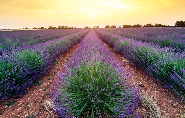 Field, summer, the sky, light, flowers, nature, strip, France