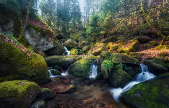 Forest, stream, stones, waterfall, moss