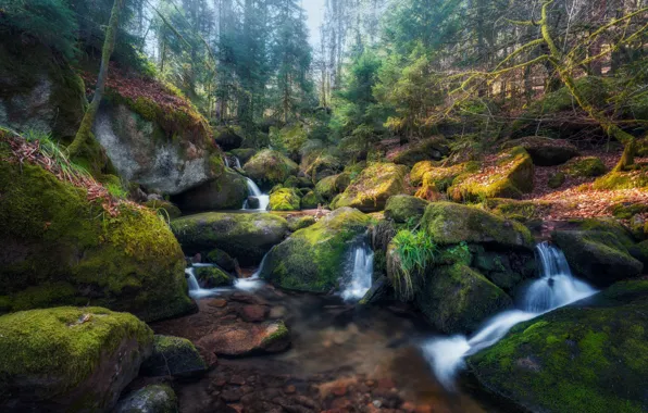 Picture forest, stream, stones, waterfall, moss