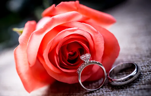 Flower, rose, ring, red, rose, ring, wedding