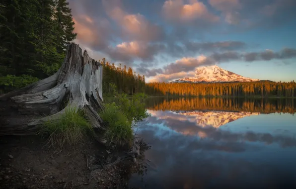 Autumn, forest, lake, reflection, mountain, stump, Washington State, Mount Adams