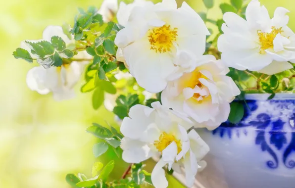 Light, flowers, briar, vase, white