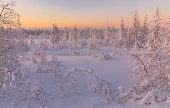 Picture winter, frost, forest, the sky, snow, trees, landscape, branches