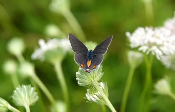 Summer, nature, butterfly