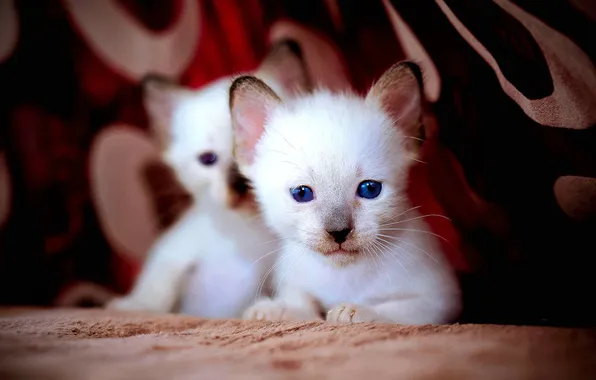Eyes, cats, kittens, white, blue
