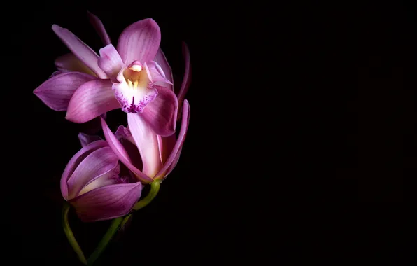 Picture light, flower, pink, painting