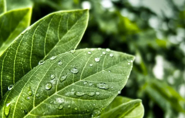 Greens, leaves, Rosa