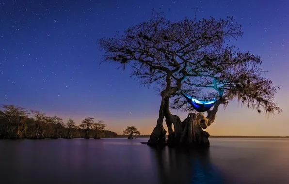 Stars, night, tree, FL, hammock, USA, camping, old cypress