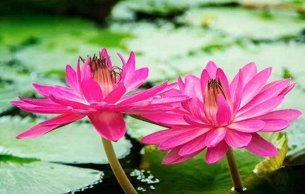 Lake, leaf, water lilies