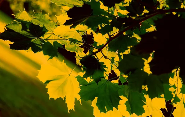 Leaves, macro, nature, photo, beautiful Wallpapers for desktop