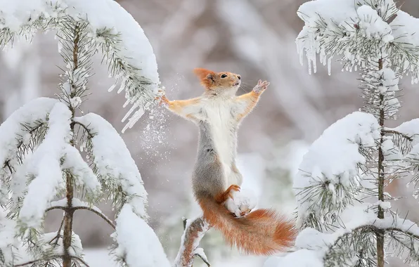 Winter, forest, look, snow, branches, nature, pose, jump