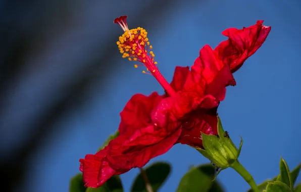 Macro, red, background, hibiscus