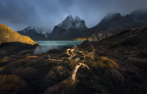 Light, mountains, lake, tree, shore, haze, the bushes, crooked