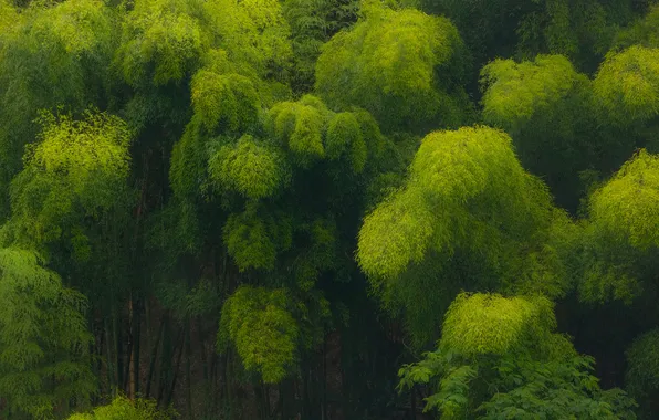 Greens, forest, trees, Japan