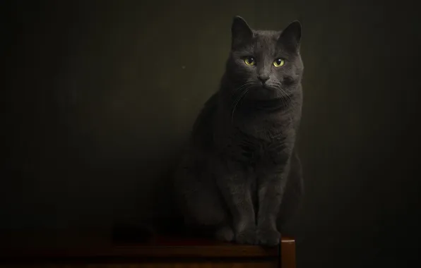 Picture cat, eyes, cat, muzzle