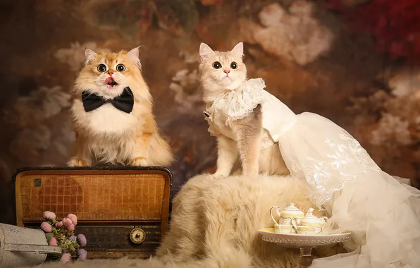 Language, cat, cat, look, cats, flowers, pose, retro